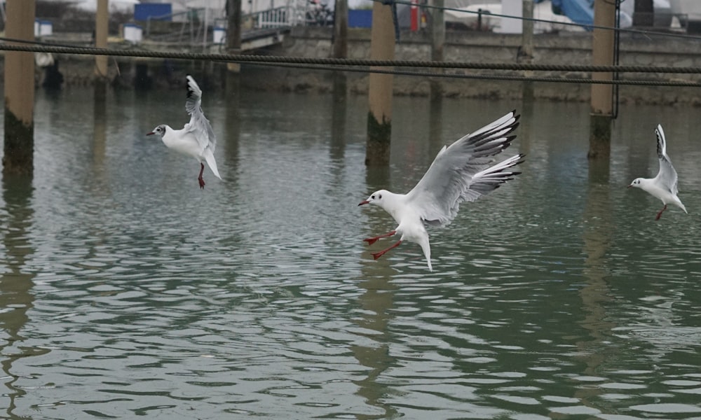 a flock of birds flying over a body of water