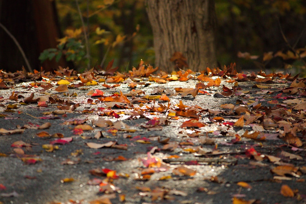 a bunch of leaves that are laying on the ground