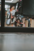 A small French Bulldog with a dark coat and a pink harness is peering through a glass door. The background is blurred, showing a person and bookshelf, suggesting an indoor setting such as a bookstore or library.