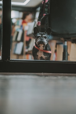 A small French Bulldog with a dark coat and a pink harness is peering through a glass door. The background is blurred, showing a person and bookshelf, suggesting an indoor setting such as a bookstore or library.