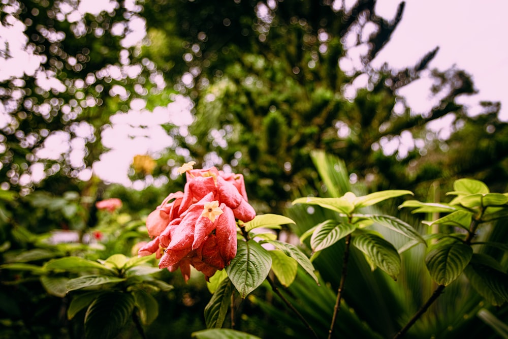 a pink flower with green leaves in the foreground