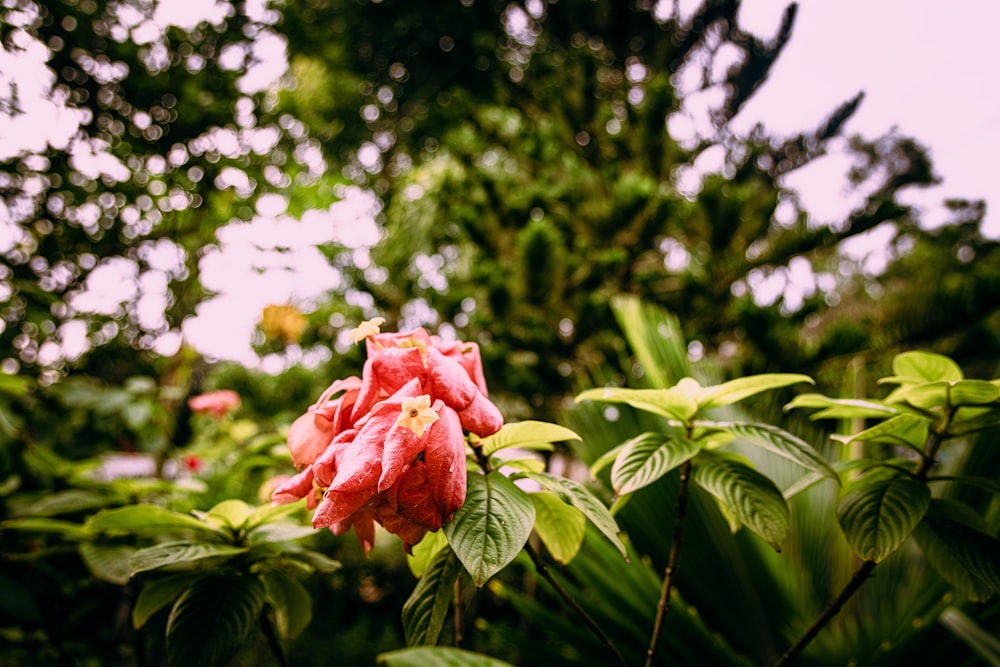 uma flor rosa com folhas verdes em primeiro plano