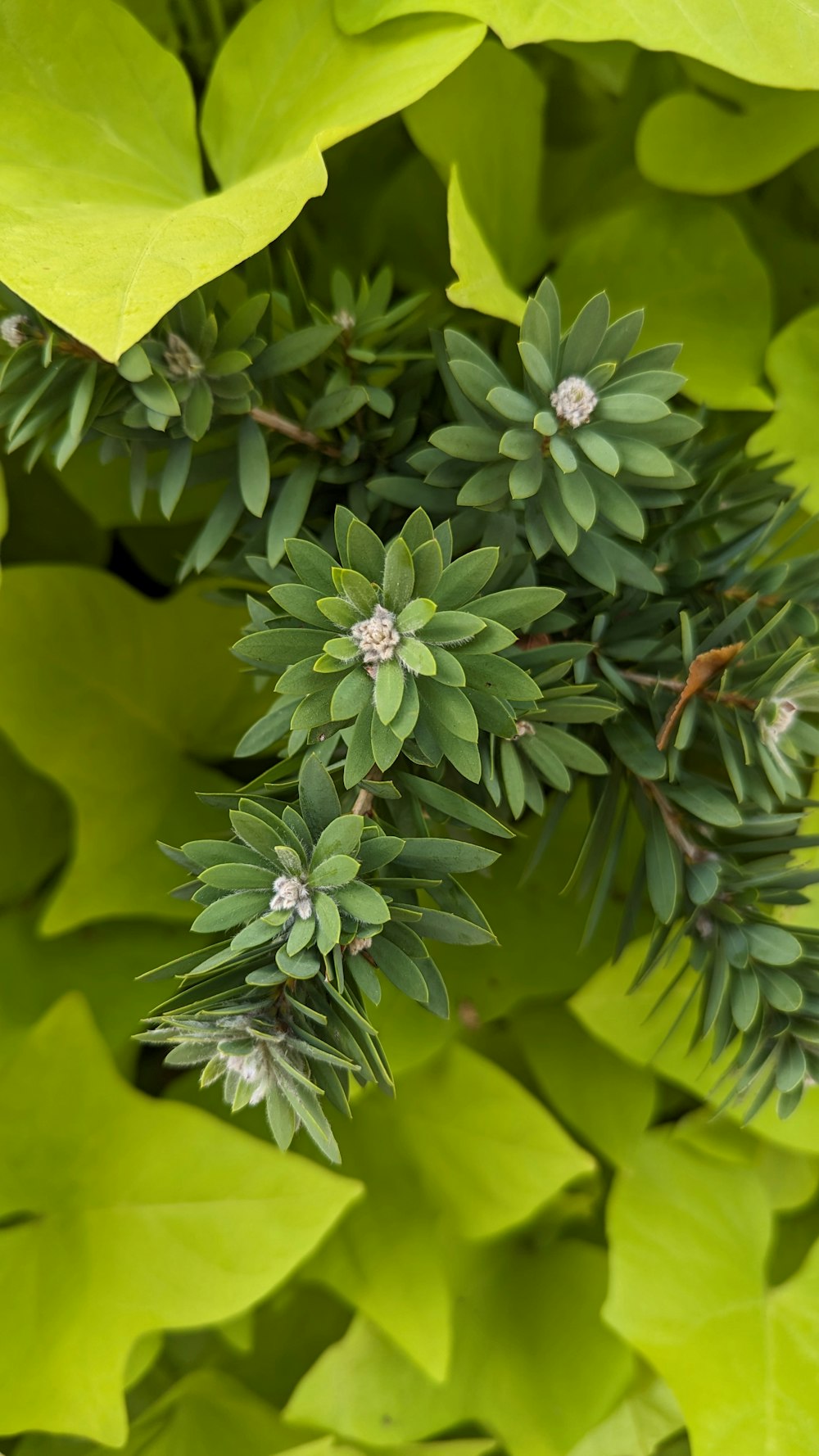 a close up of a plant with green leaves