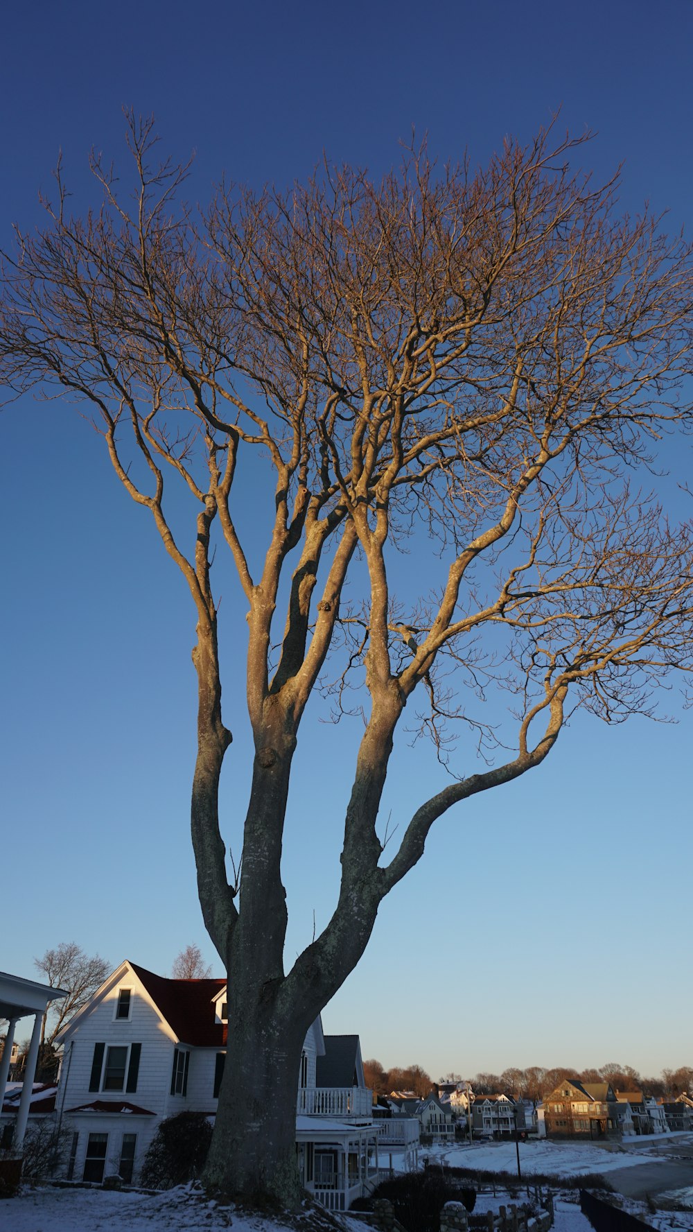 a large bare tree in front of a house