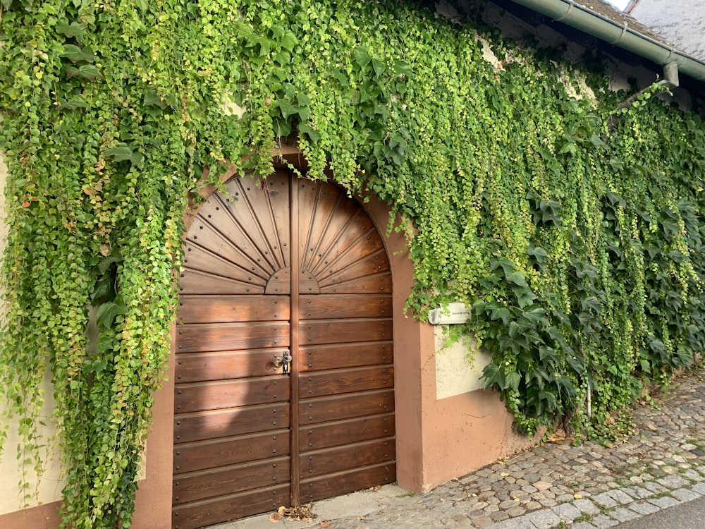 un bâtiment couvert de vignes avec une porte en bois