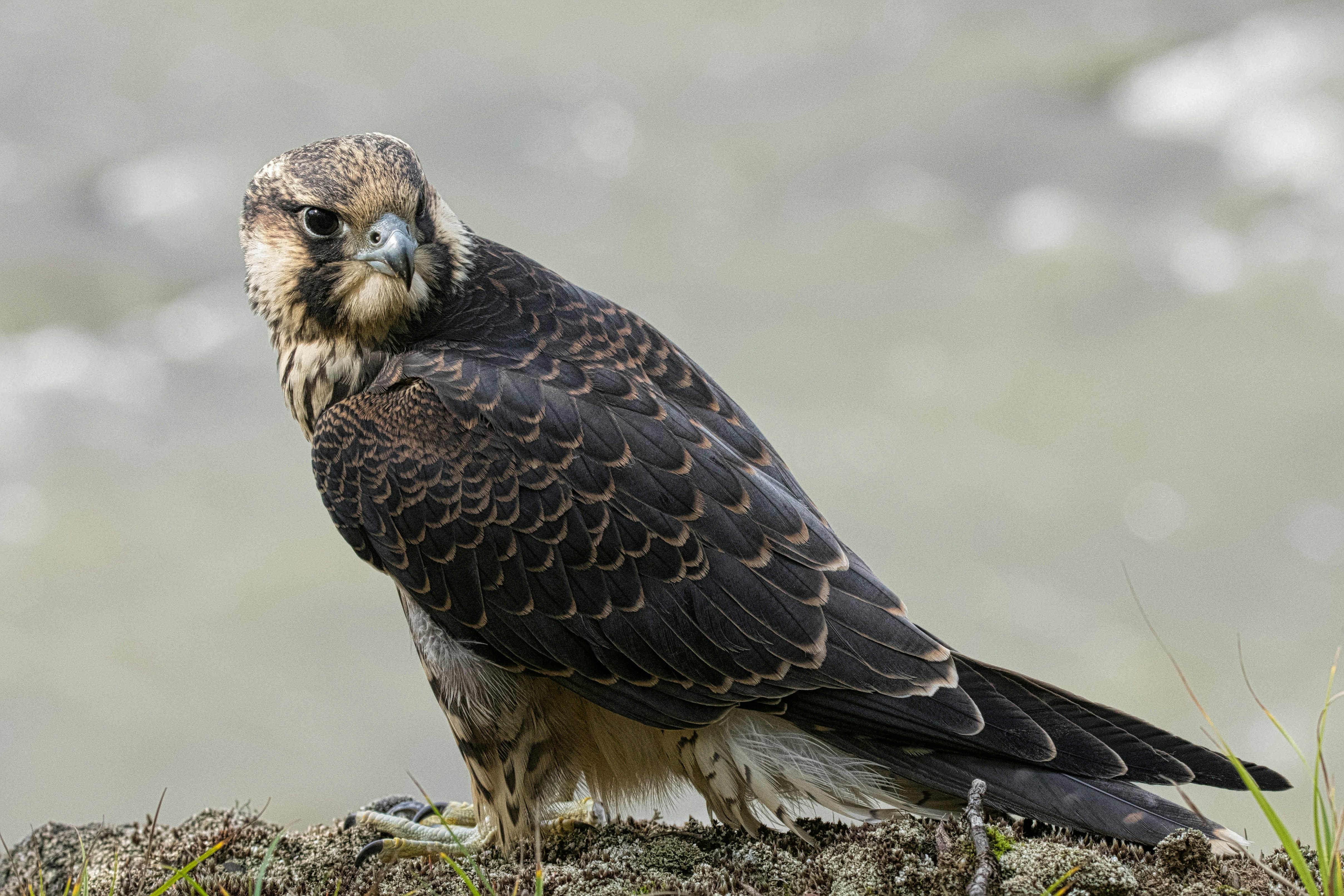 Peregrine Pictures | Download Free Images on Unsplash