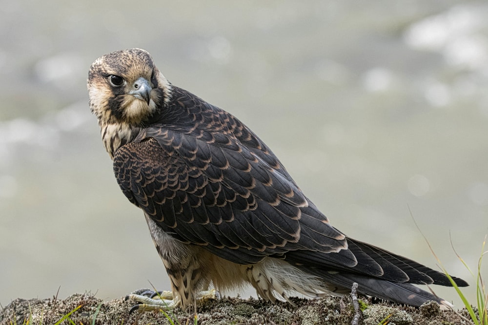 a bird of prey sitting on top of a rock
