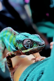 A close-up of a chameleon with a vibrant mix of turquoise, green, and brown on its skin. It is perched on a person's hand, showcasing its textured scales and keen eye detail.