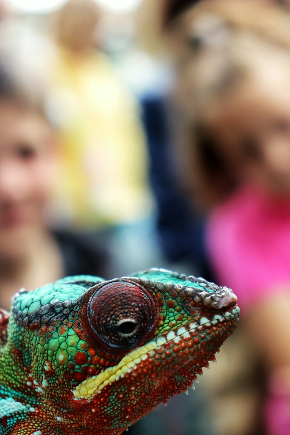 a close up of a chamelon on a person's hand