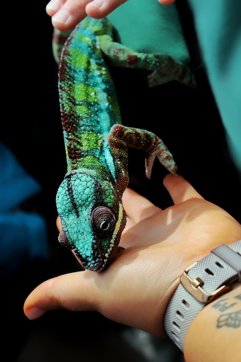 a person holding a small green and brown chamelon