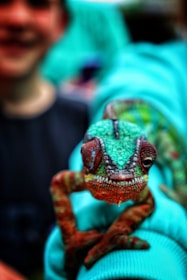 An image capturing a colorful chameleon blending into a vibrant tropical background.