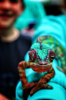 A colorful chameleon squishy toy resting on a pastel macaron-colored background.