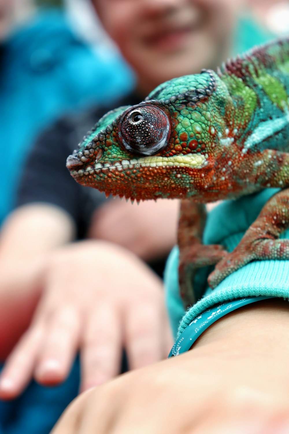 a close up of a lizard on a person's arm