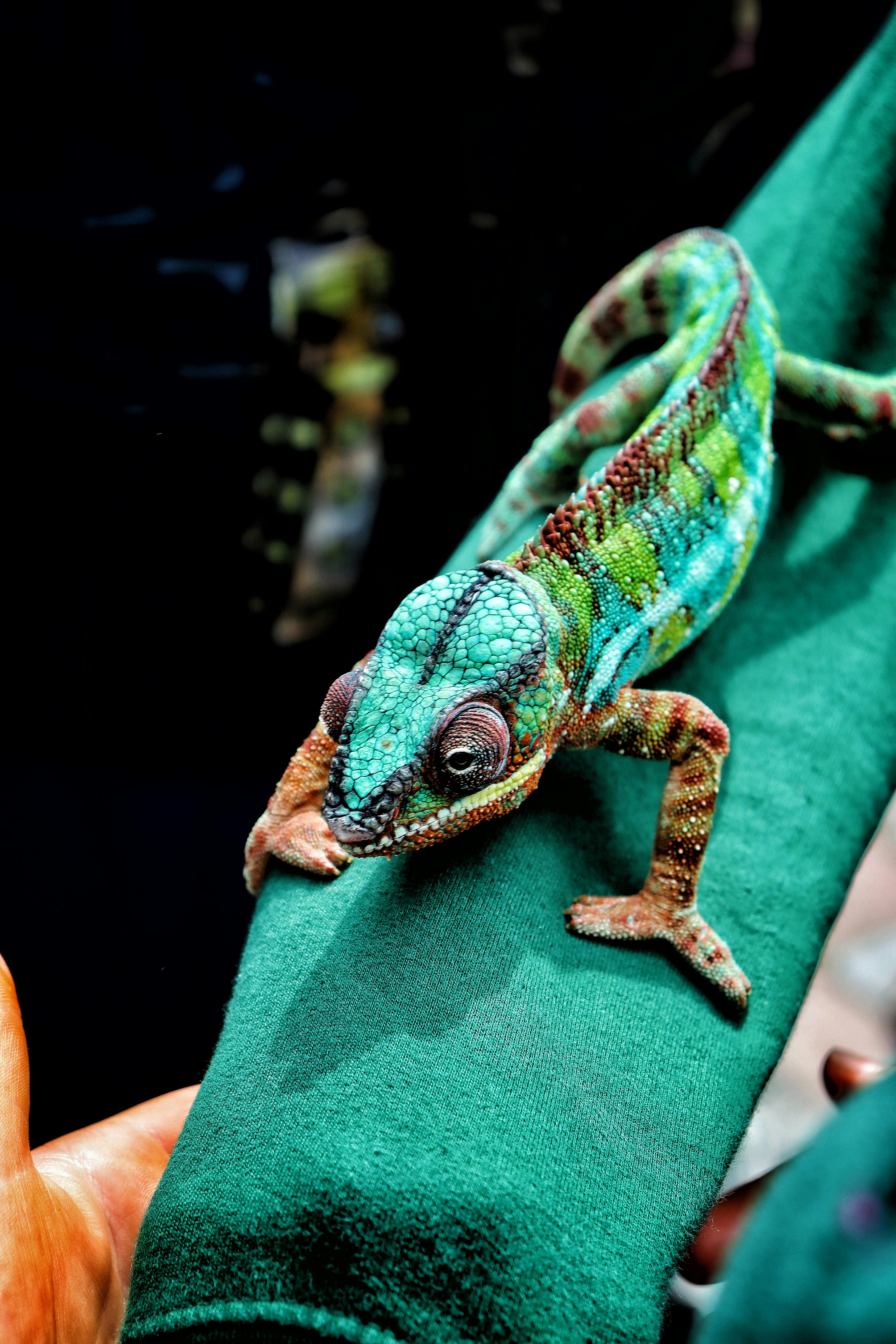 The Geographic Distribution of Glowing Chameleons (image credits: unsplash)