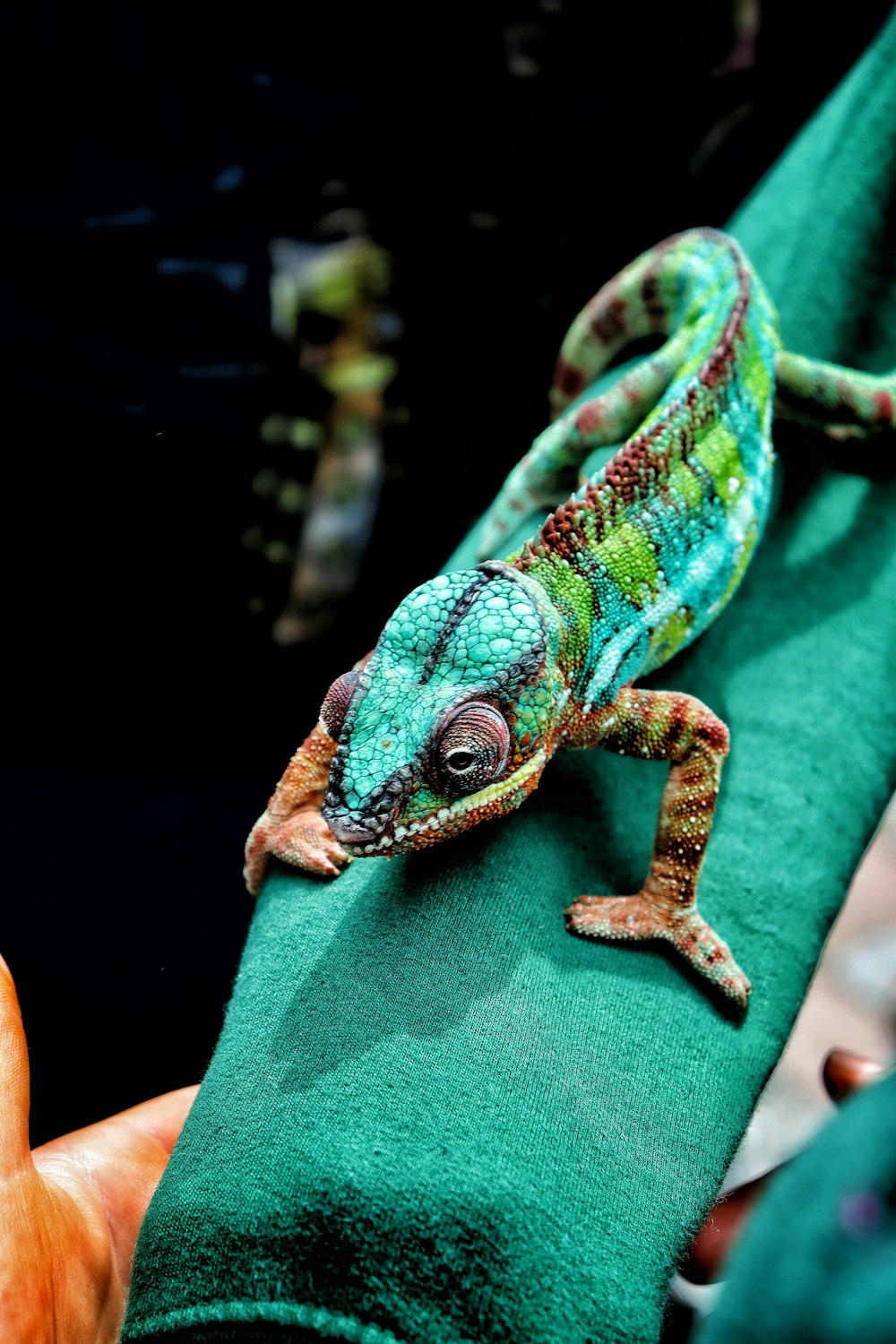 a small lizard sitting on top of a green towel