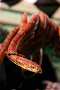 A close-up of a person holding an orange and red snake with a textured scale pattern. The snake's head is in focus, showcasing its small, shiny eyes and forked tongue. The background is softly blurred, highlighting the snake.