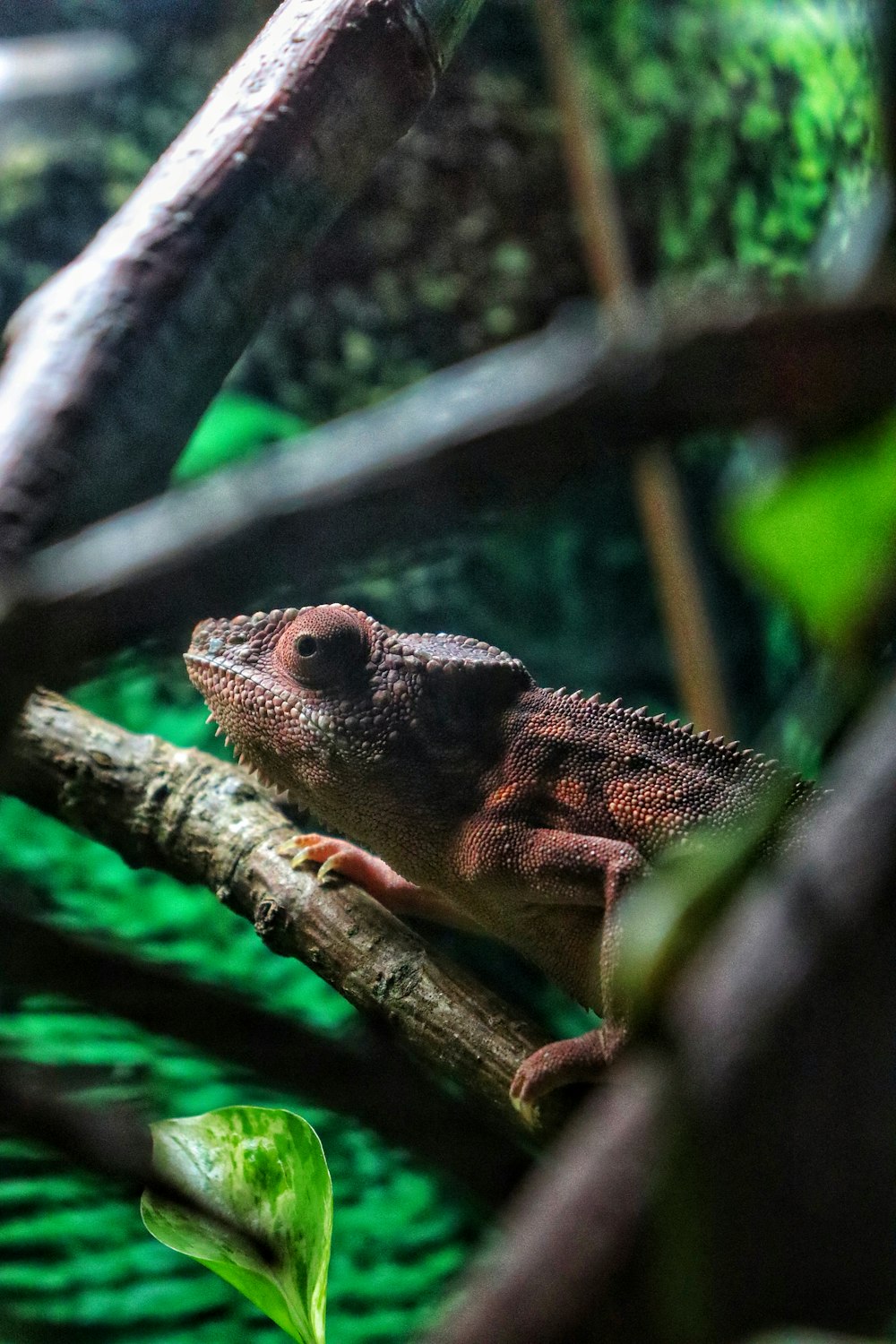 a chamelon sitting on a branch in a tree