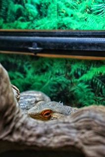 A lizard is partially visible, peering over a piece of wood or rock in a terrarium environment. The background consists of lush green foliage, suggesting a natural habitat setting.
