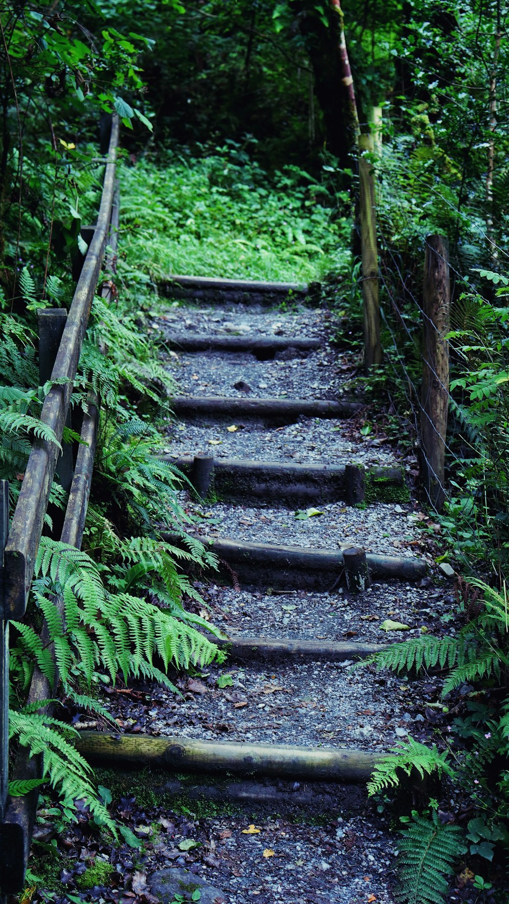 a set of steps leading through a lush green forest
