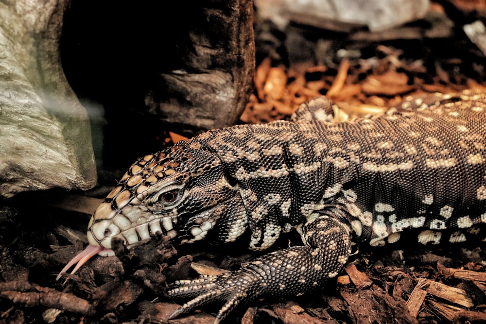 a close up of a lizard on the ground