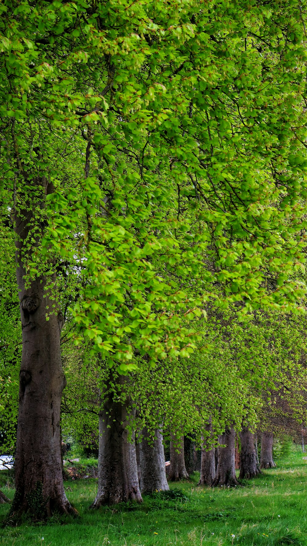 a row of trees with green leaves in a park