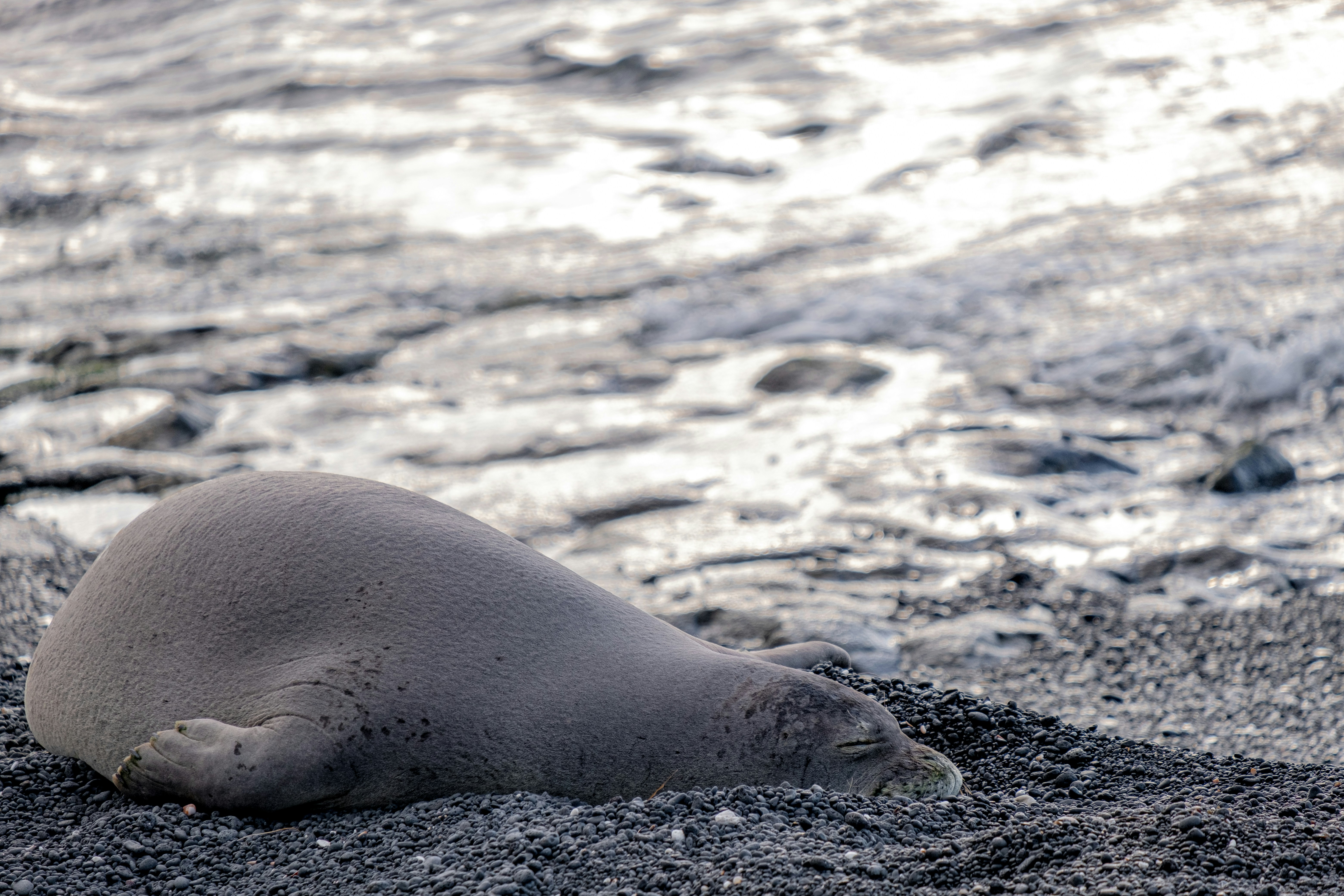 Hawaiian monk seal sleeping on a black sand beach