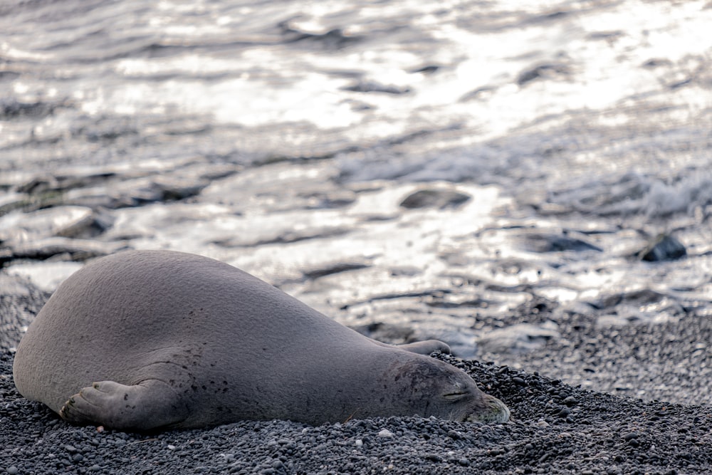 a gray seal laying on top of a sandy beach