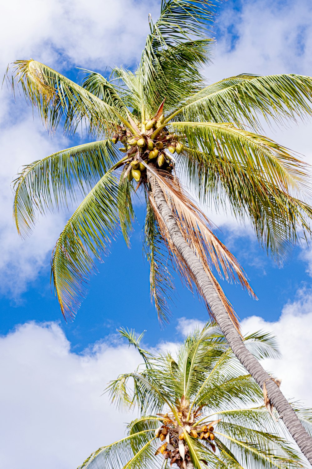 a palm tree with a bunch of fruit on it