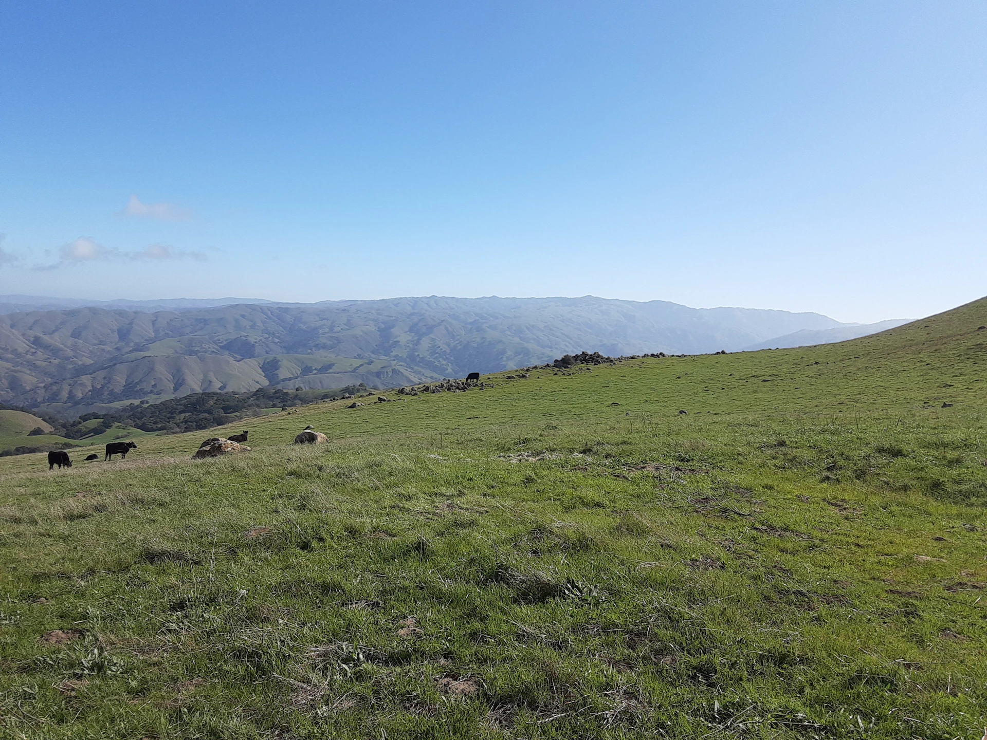 a herd of animals grazing on a lush green hillside