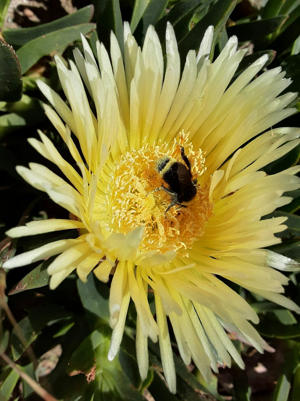 a yellow flower with a bee on it