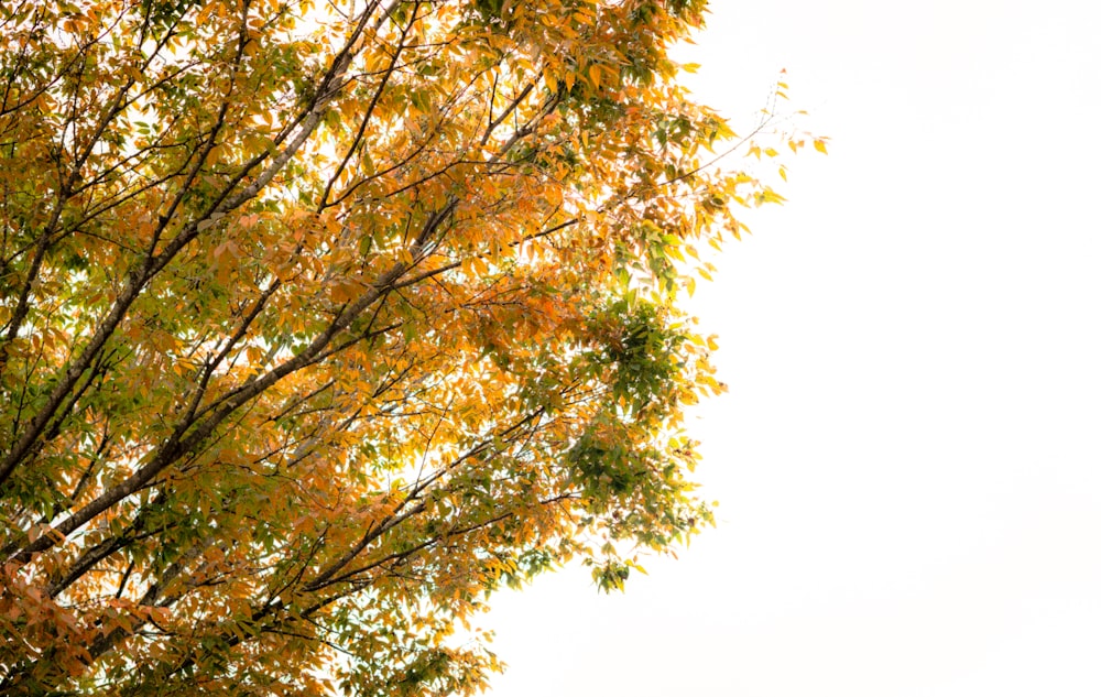 Ein Baum mit gelben Blättern und einem weißen Himmel im Hintergrund