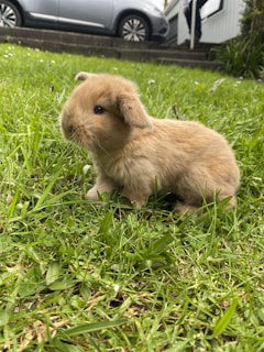 A small, fluffy light brown bunny sits on a vibrant green lawn. In the background, there is a gray car parked on a driveway and part of a white house with stairs leading up to it. The bunny is looking slightly to the right and appears calm and curious.