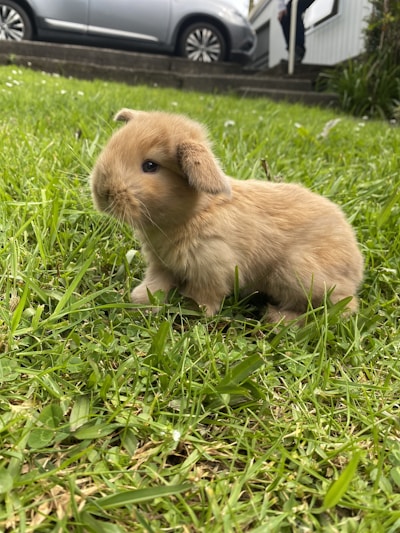 A small, fluffy light brown bunny sits on a vibrant green lawn. In the background, there is a gray car parked on a driveway and part of a white house with stairs leading up to it. The bunny is looking slightly to the right and appears calm and curious.