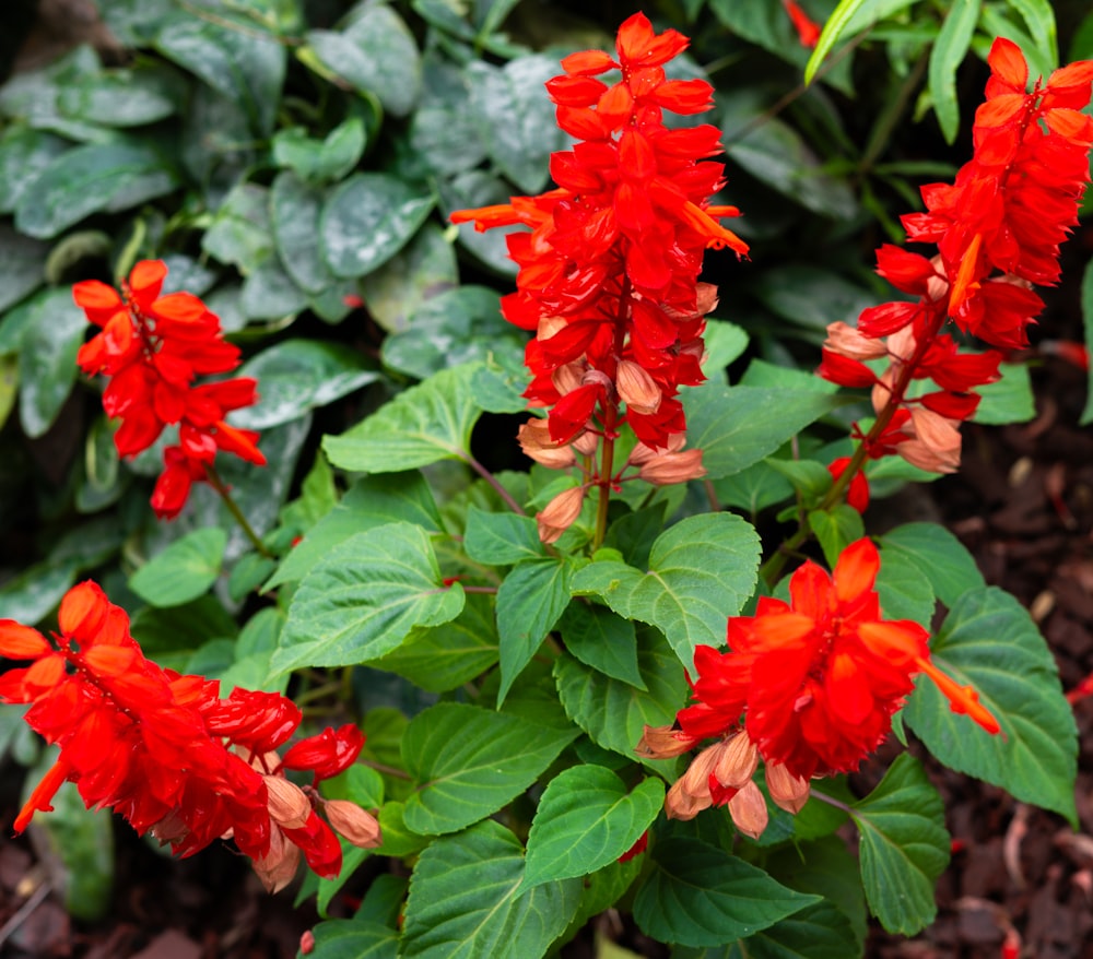 a group of red flowers in a garden