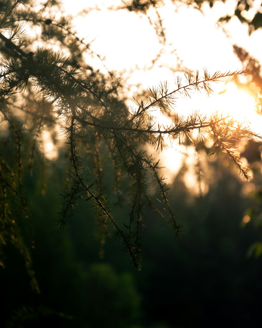 a close up of a tree branch with the sun in the background