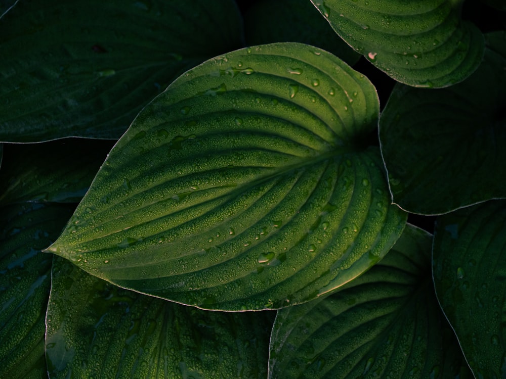 a close up of a green leaf with drops of water on it