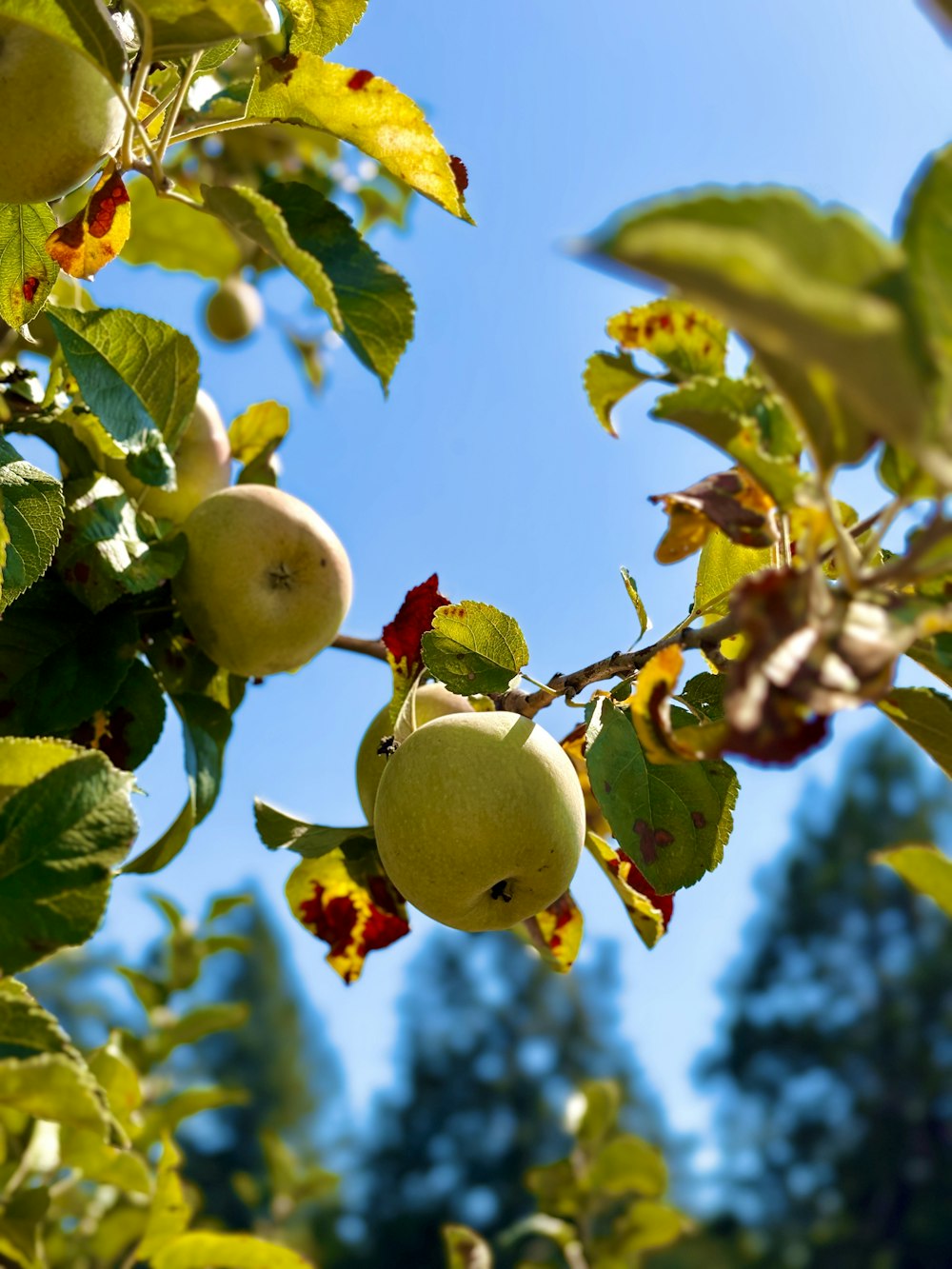 un arbre rempli de beaucoup de pommes vertes