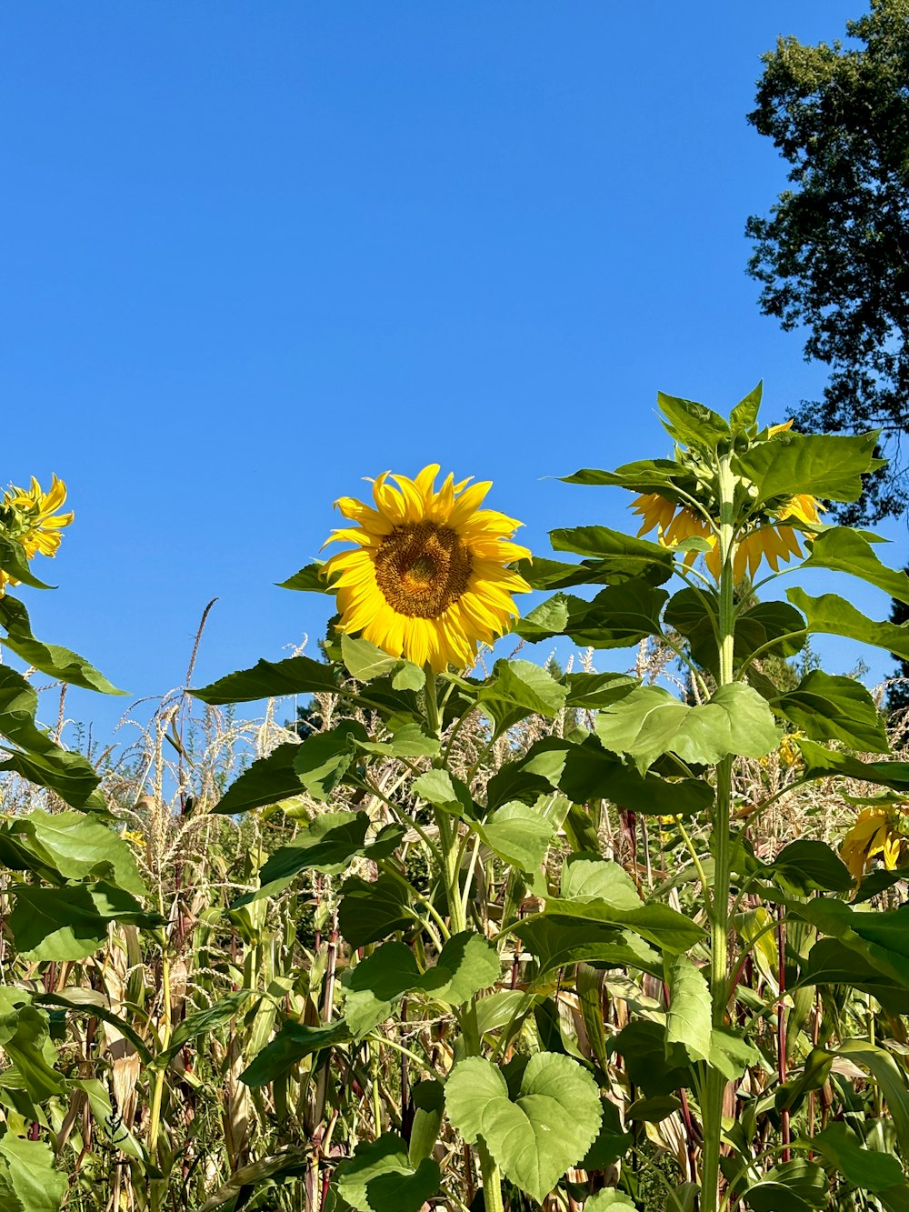 a sunflower in a field with a blue sky in the background