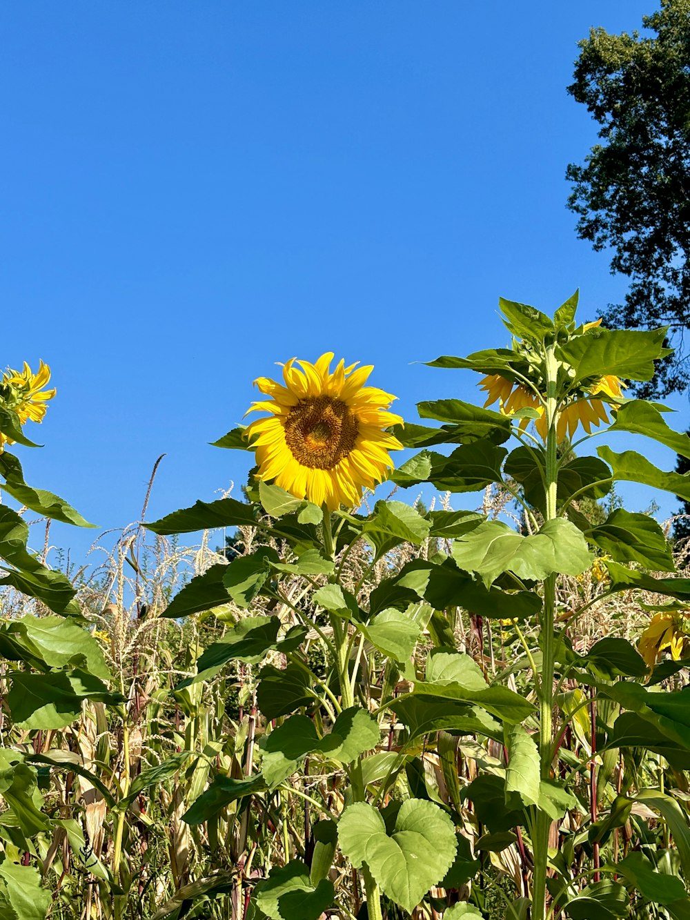 eine Sonnenblume auf einem Feld mit blauem Himmel im Hintergrund