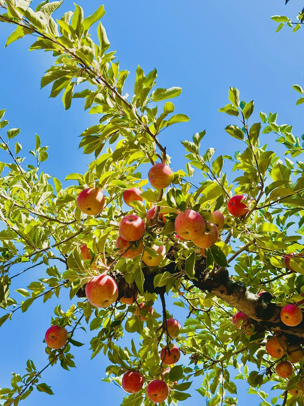 a tree filled with lots of fruit under a blue sky