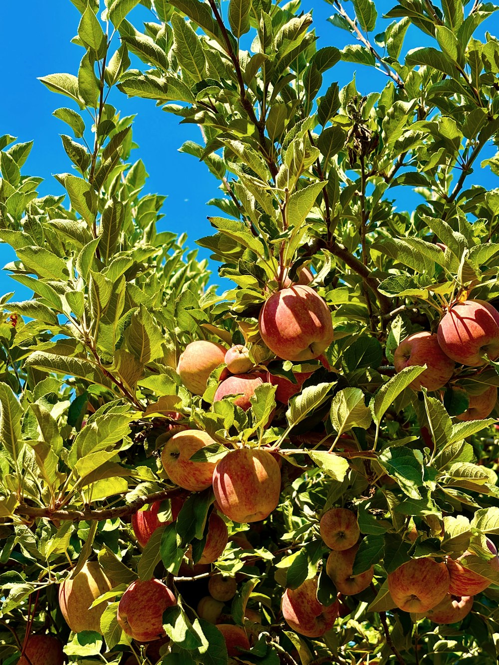 a tree filled with lots of ripe peaches