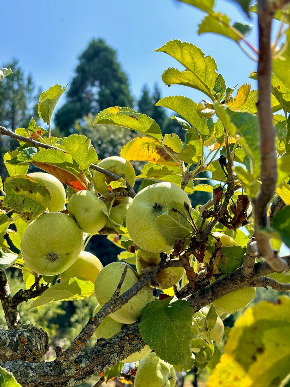 an apple tree filled with lots of green apples