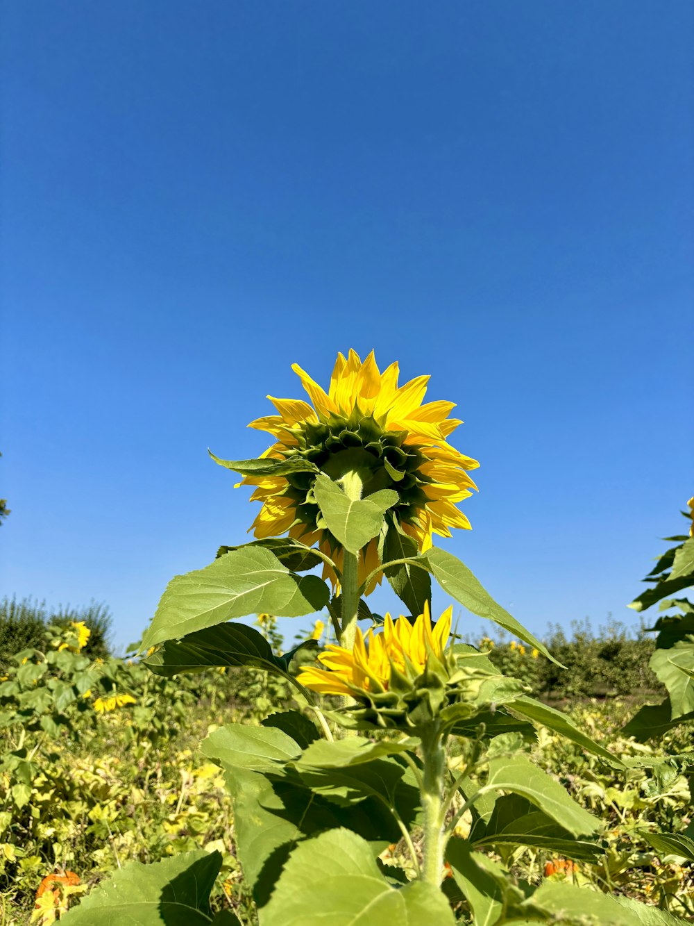 a sunflower in a field with a blue sky in the background