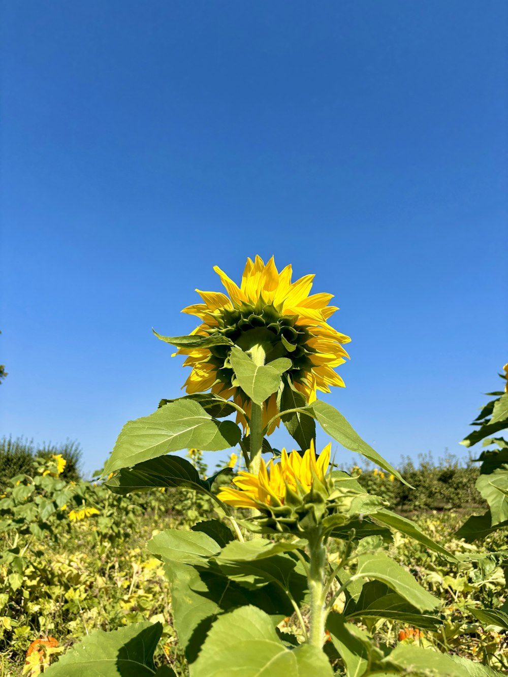 un tournesol dans un champ avec un ciel bleu en arrière-plan