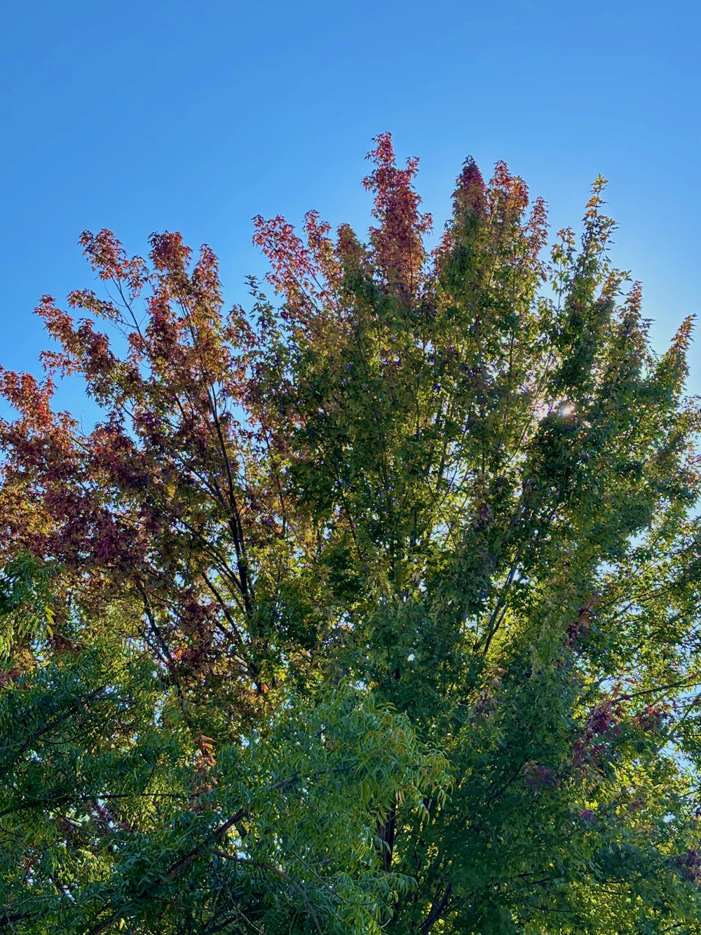 un árbol con hojas rojas y verdes y un cielo azul al fondo