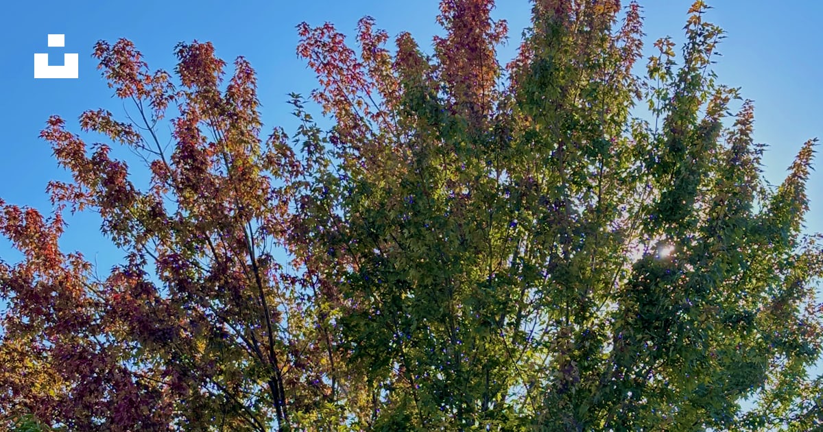 Un arbre avec des feuilles rouges et vertes et un ciel bleu en arrière ...