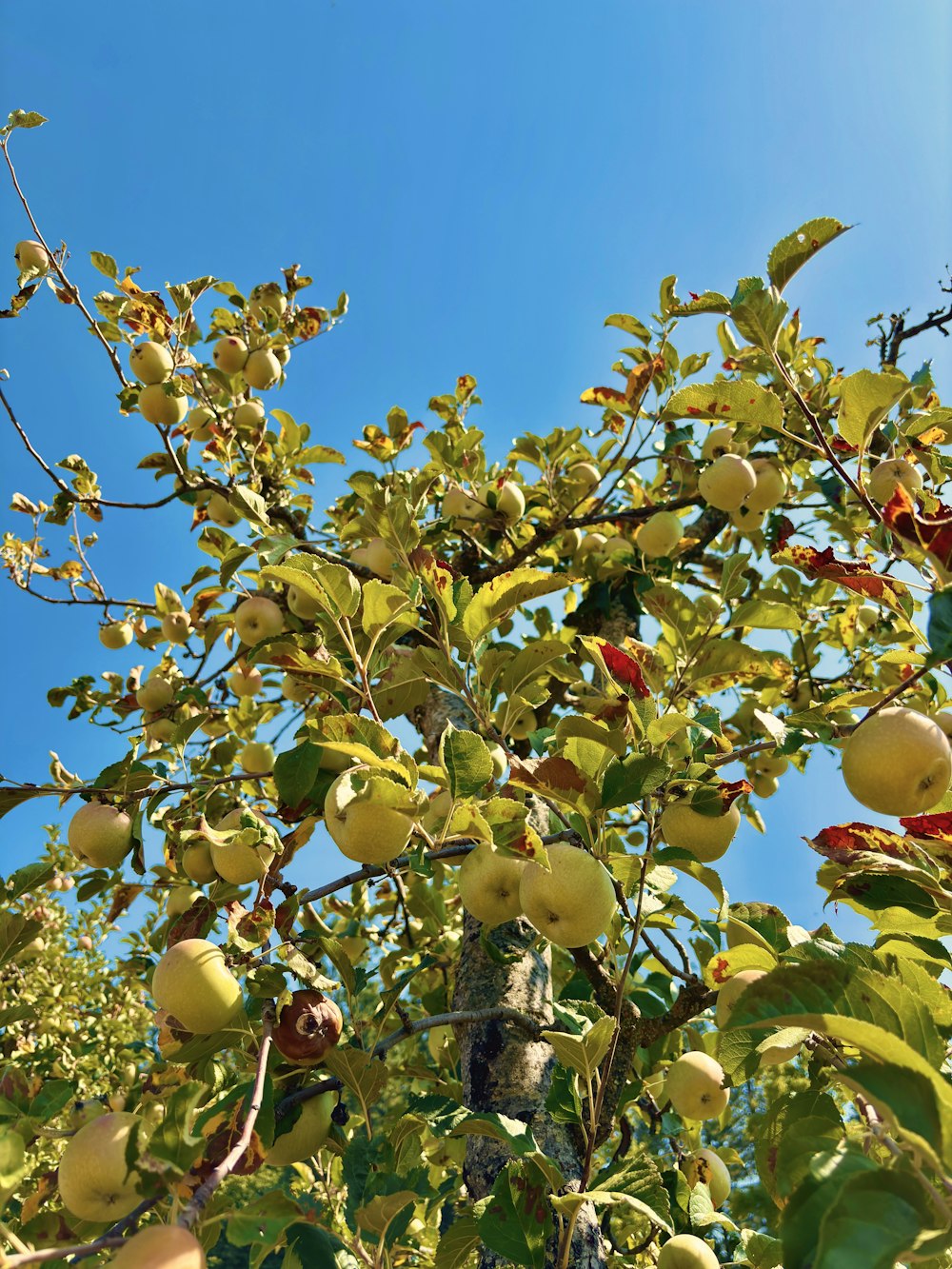 un arbre rempli de beaucoup de pommes vertes