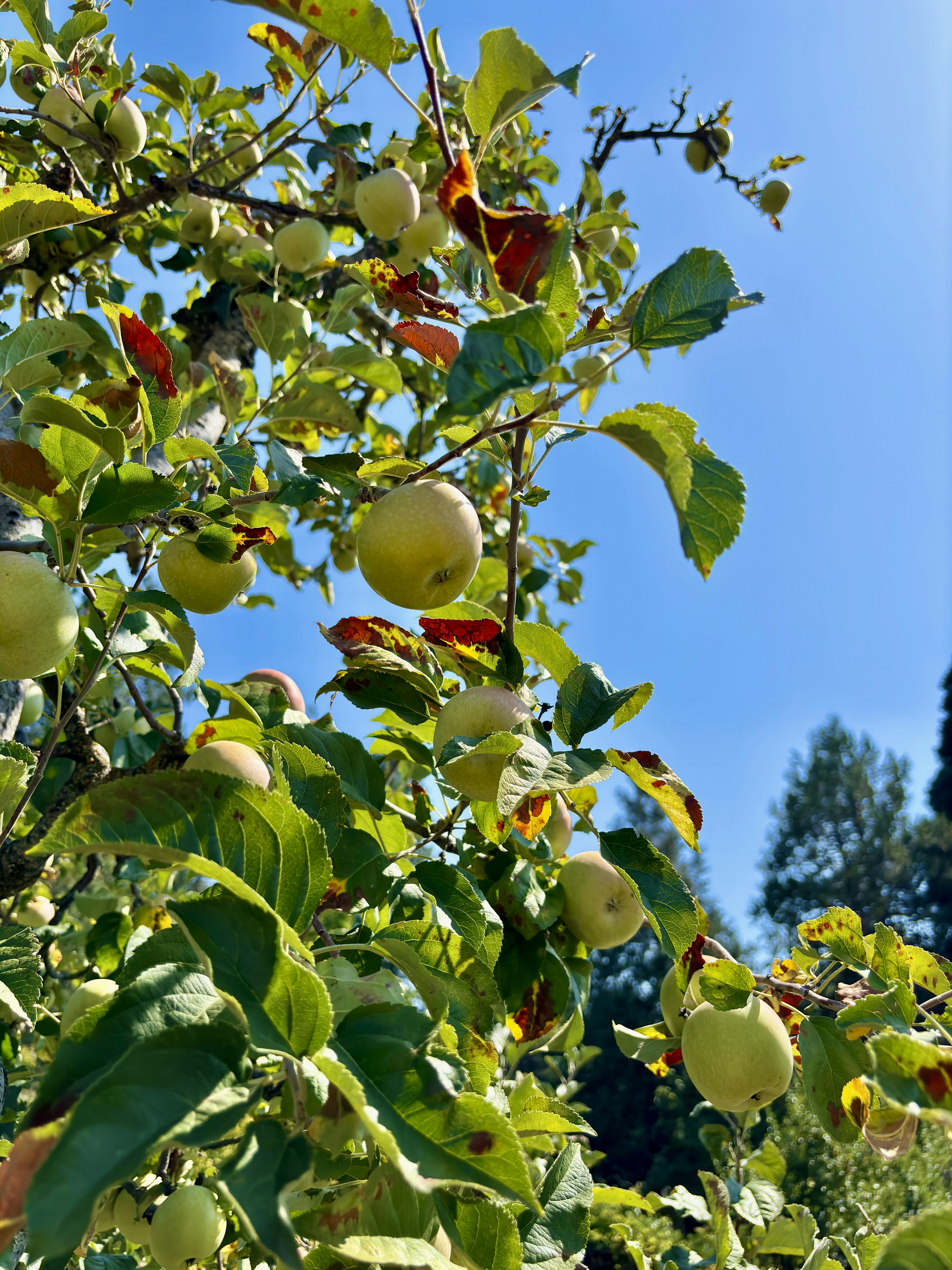 a tree filled with lots of green apples