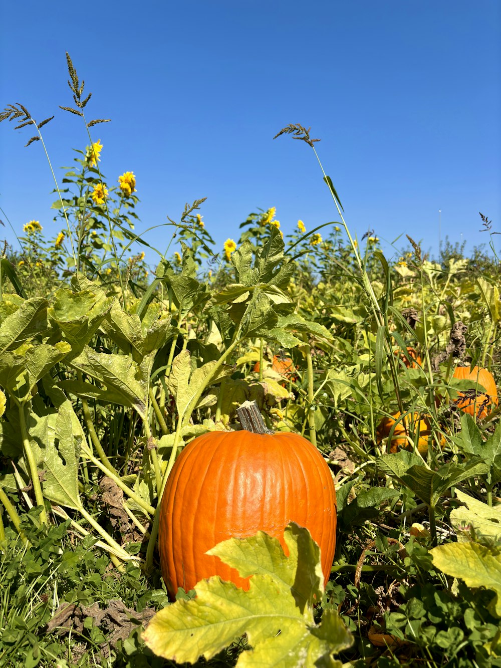 a pumpkin sitting in the middle of a field of sunflowers
