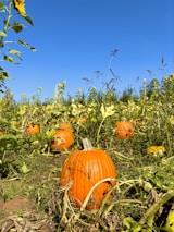 A picturesque pumpkin patch with various pumpkin varieties growing in the sunlight.
